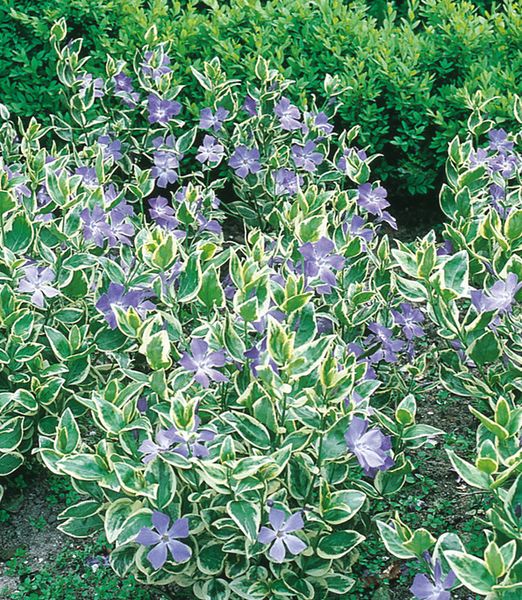 Vinca major 'Variegata' 